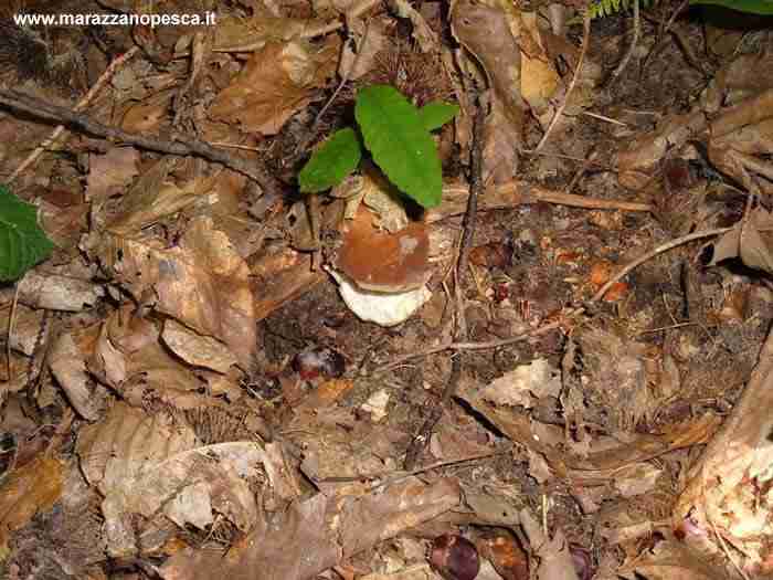  Image name: 133 Porcino.jpg 
 width: 700 pixel 
 height: 525 pixel 
 Size: 36925 bytes 
 Click to enlarge 